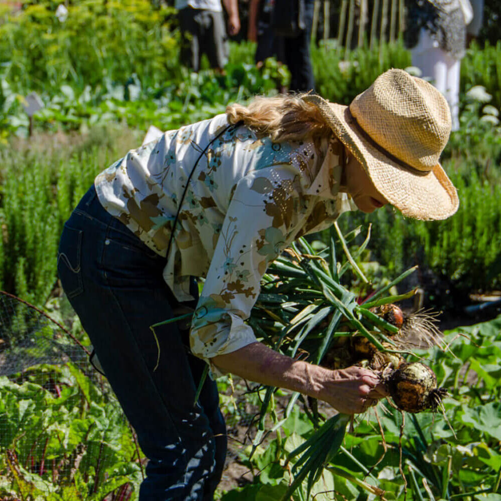 Oranjezicht City Farm community food initiative