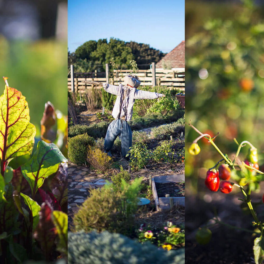 Oranjezicht City Farm community food initiative